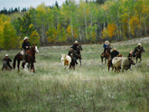 chevauxQuebec