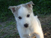 chien_traineau