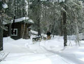 chien_traineau